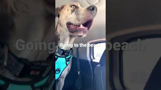 He’s excited #viral #puppy #viralvideo