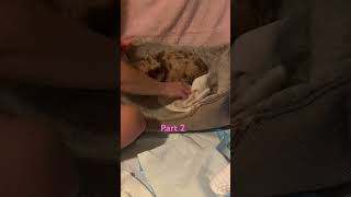 Chihuahua giving birth to her first puppy #breeding #chihuahuapuppy #chihuahua  #newbornpuppies