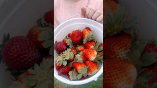 Strawberry picking at Frobergs Farm!  #strawberries #foodie #tryit #tryittuesday