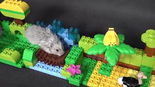 Hamster Lego Race Obstacle Course