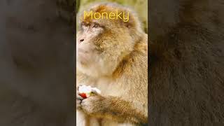 Monkey Eating Apple