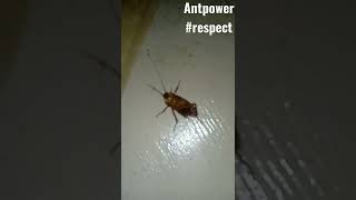 Powerful Ants Have CockRoach For Lunch  #respect #tiktok #power #Animal #Insect#ytshort #viralshort