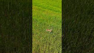 Petit tour dans le blé 🌾🦌🥰