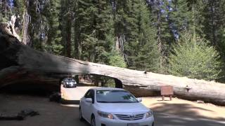 Tunnel Log Sequoia National Park 2014