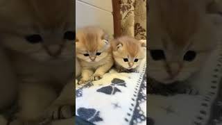 Cute cat #youtubeshorts #cats #cat #pets #pet #cutecats