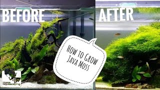 HOW TO Grow Java Moss |Membuat Aquascape|水草造景