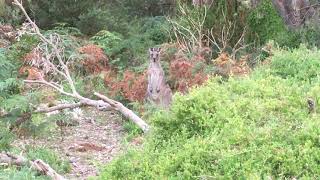 Curious Kangaroo