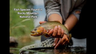 Fish Species Found in Rocky Mountain National Park