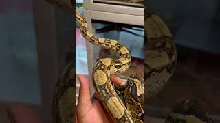 Beautiful Boa #snakes #boaconstrictor #reptiles #lover #exotic #pets #trending