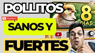 💪 Aumenta el PESO de tus POLLITOS en Solo 8 Días: ALIMENTACION Clave DESDE el Día 1 🐥