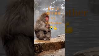 IN SHORT ALL WE NEED IS COMFORT FROM A MOTHER #ytshorts #nature #animals #monkey #foryou