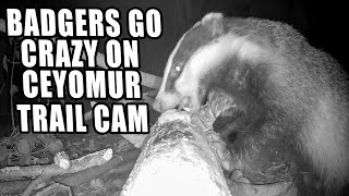 INCREDIBLE Badger Footage Caught On A Ceyomur CY95 Solar Trail Cam Review!