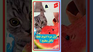 اول مره اشوف #قطه #تأكل #بطيخ 😳| #shorts #watermelon #cat #fypシ