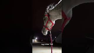 عطاه وجه الحلو 😂💙 #خيل #السعودية