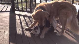 Dogs playing on upper deck in winter