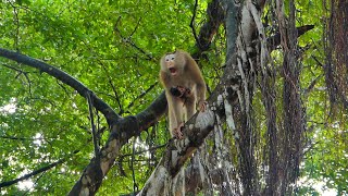 Poor Sarika Inspires Her Speed Rapidly To The High Tree