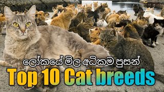 Top 10  Most Expensive Cat Breeds in the world |Domesticated cat breeds | ලෝකයේ මිල අධික පූසන්