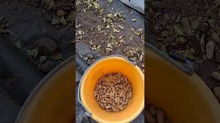 Thief in the greenhouse! #harvestpeanuts#gardening #ontario