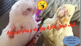 كيف تجعل طائرك سعيدا🐦🦜😀 ويثق بك لدرجة النوم بين يديك🥱😍