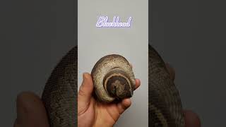 Jigsaw Blackhead het Hypo! #animals #shorts #2024 #goals #snake #ballpython #cute #baby