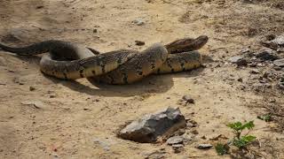 Male Puff Adder combat (Part 1)