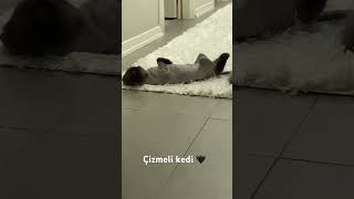 🖤 #catlover #catvideos