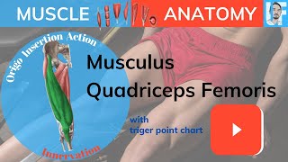 Diz Egzersizlerinde Muhakkak Güçlendirilmesi Gerekli Olan Kas; Quadriceps Femoris Muscle  Anatomy