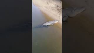 Big salt water crocodile don’t go swimming in North Australia