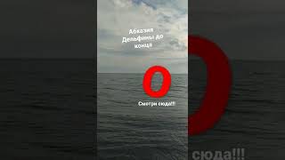 Абхазское море, дельфины 2022 #shorts