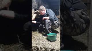 #Shorts Учимся мыть корову//Learning how to wash a cow//学习如何洗一头牛//Lernen, eine Kuh zu waschen