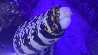 Day 14 with a Snowflake Moray Eel (Echidna nebulosa)