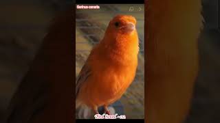 Bird Sound ~ Canary (Serinus canaria) For Relax & Joy