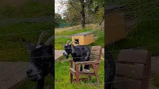 Sweden 2024 GOAT. İsveçde keçiler. Çok tatlı. #sweden #isveç #shorts #animals #nature #keçi #2024