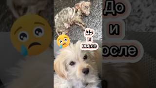 Собака замерзла, грязная...😭😱#животные #спасение #помощь #собака #песик