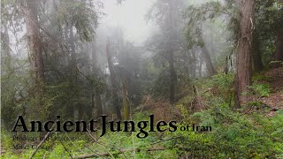 Wildlife of Iran: Ancient Jungles /  حیات وحش ایران: جنگل های باستانی