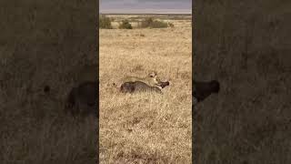 Hunting morning lion Serengeti national park #safari #serengetinationalpark #africancapital #lion