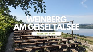 Weinberg am Geiseltalsee