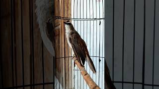 Burung yang suka menghabiskan pepaya dan pisang kepok