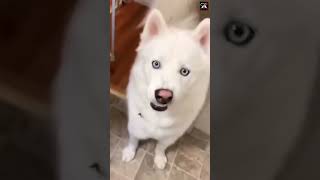 Dog's Funniest Fails Caught on Camera  #dog #shorts #funnyvideo