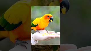 A Beautiful Parrot Eating from Stranger #birds #animals #parrots #shorts #ytshorts