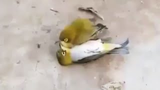 This Bird Dies of Sadness for Its Dead Mate. So Touching