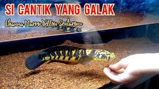 Channa Kuning Yang Agresif dan Galak (Channa Maru Yellow Sentarum • Ikan Channa Maru YS Kalimantan.