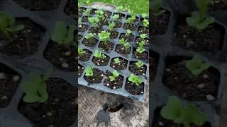 Late on the Fall Kale. Have to get these planted 🥬  #gardening #garden #kale #shorts