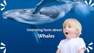 Exploring 25 Incredible Facts about Whales :The Majestic Giants of the Ocean