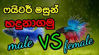 How to identify male female betta fish ෆයිටර් මසුන්න්ගෙන් ගැහැණු පිරිමි හදුනාගමු.#male #female#betta