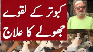 Kabootar K Jholy Or Laqway Ka Ilaj 100% // Treatment of pigeon paralysis || kabutar tv