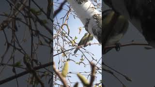 Обыкновенная Лазоревка.(Blue tit, Cyanistes caeruleus).