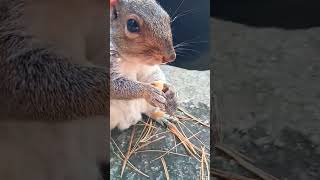 Tiny The Squirrel Munches A Peanut