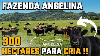 FAZENDA ANGELINA   300  HECTARES PARA CRIA DE GADO !!