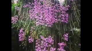 19 ORCHID : CÂY PHI ĐIỆP TÍM KHỦNG RA HOA